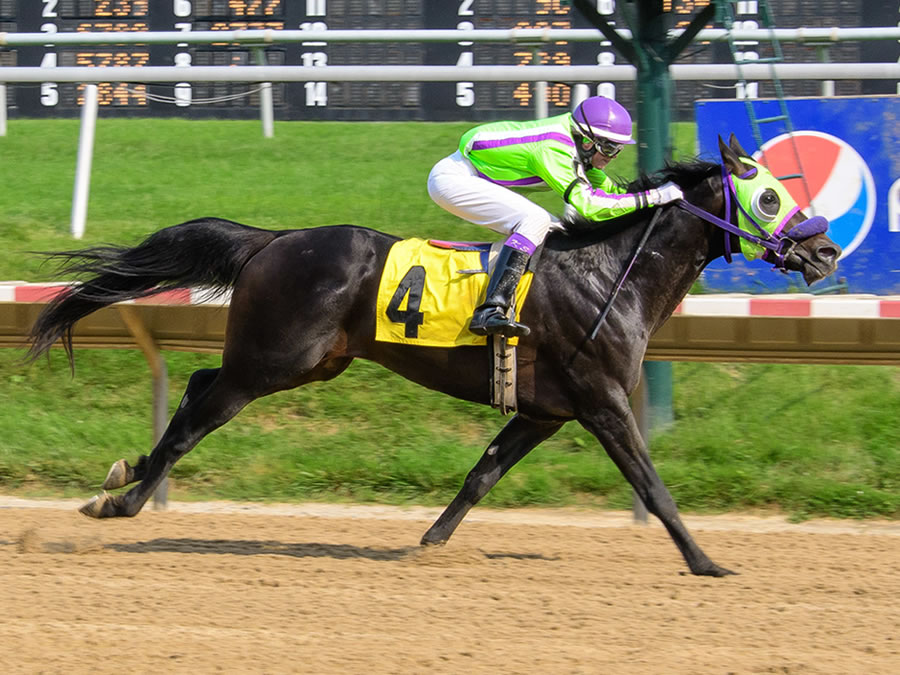 Jimdandy Tothe Reshessq, bred by Cre Run